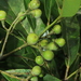 Ocotea floribunda - Photo 由 Apipa 所上傳的 (c) Apipa，保留部份權利CC BY-NC