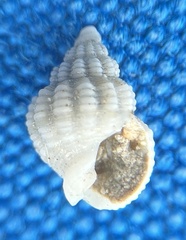 Phrontis alba