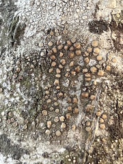 Lecanora hybocarpa