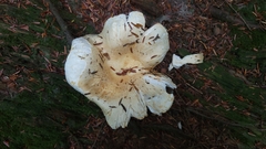 Lactifluus deceptivus