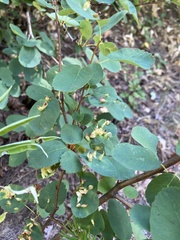 Blaesodiplosis