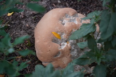 Pseudoinonotus dryadeus