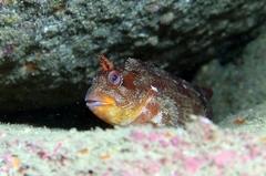 Parablennius gattorugine