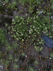 Asterella palmeri