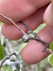 Pachypsylla celtidisgemma