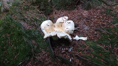 Lactifluus deceptivus