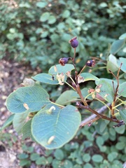 Blaesodiplosis