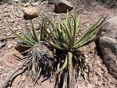 Yucca baccata