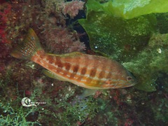Serranus cabrilla
