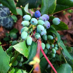 Berberis repens