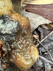 Myxarium nucleatum
