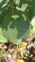 Vespula vulgaris