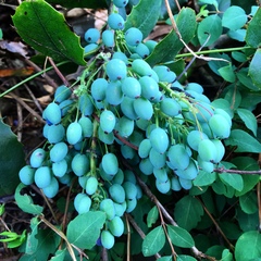 Berberis repens