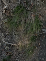 Carex eburnea