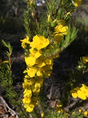 Hibbertia prostrata