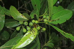 Ocotea floribunda