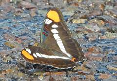 Adelpha eulalia