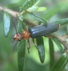 Podabrus pruinosus