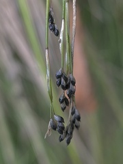 Carex eburnea