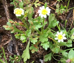 Brachyscome goniocarpa