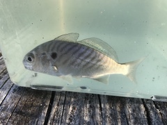 Leiostomus xanthurus