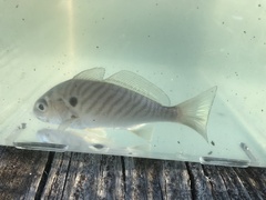 Leiostomus xanthurus