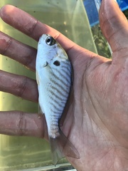 Leiostomus xanthurus