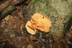 Otidea onotica