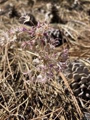 Allium acuminatum