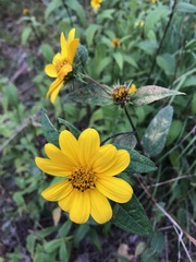 Helianthinae