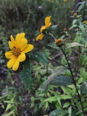 Helianthinae