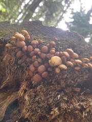 Kuehneromyces lignicola