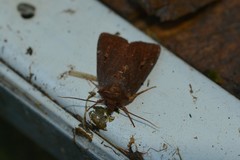 Austramathes purpurea