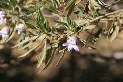 Eremophila freelingii