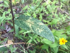Helianthinae