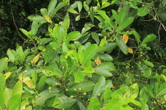 Ocotea floribunda