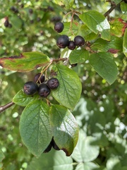 Cotoneaster lucidus