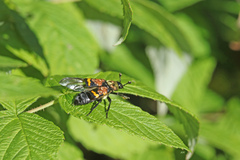 Nicrophorus tomentosus