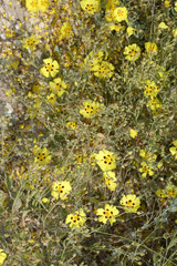 Cistus halimifolius