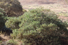 Eremophila freelingii