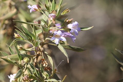 Eremophila freelingii