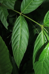 Gonzalagunia cornifolia