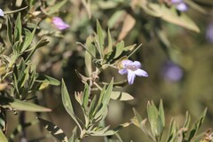 Eremophila freelingii