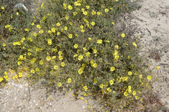 Cistus halimifolius