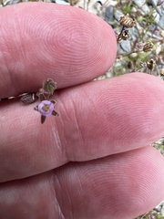Spergularia rubra