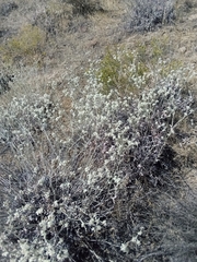 Eriogonum niveum