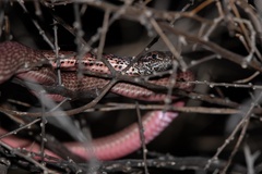 Masticophis flagellum testaceus