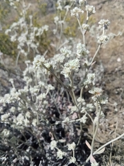 Eriogonum niveum
