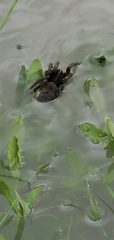 Lycosinae