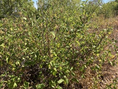 Ceanothus sanguineus